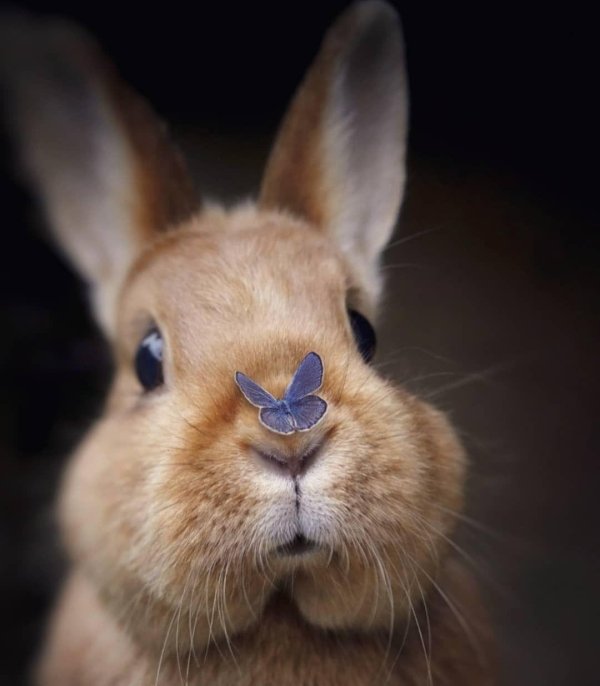 королевский кролик