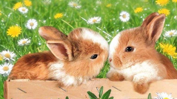 красивые зайчики