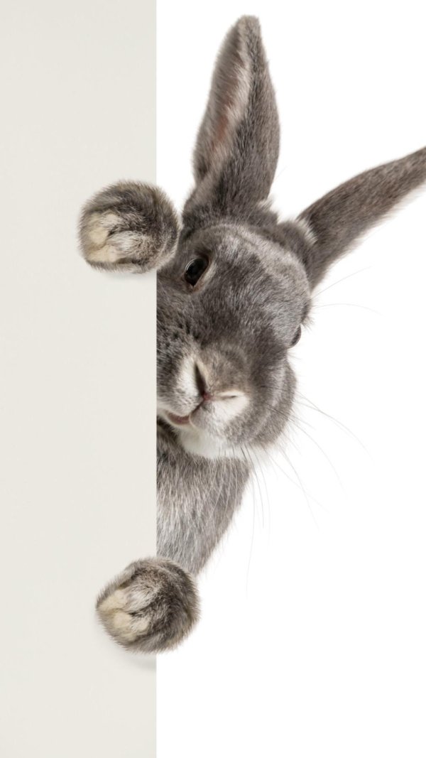 кролик выглядывает