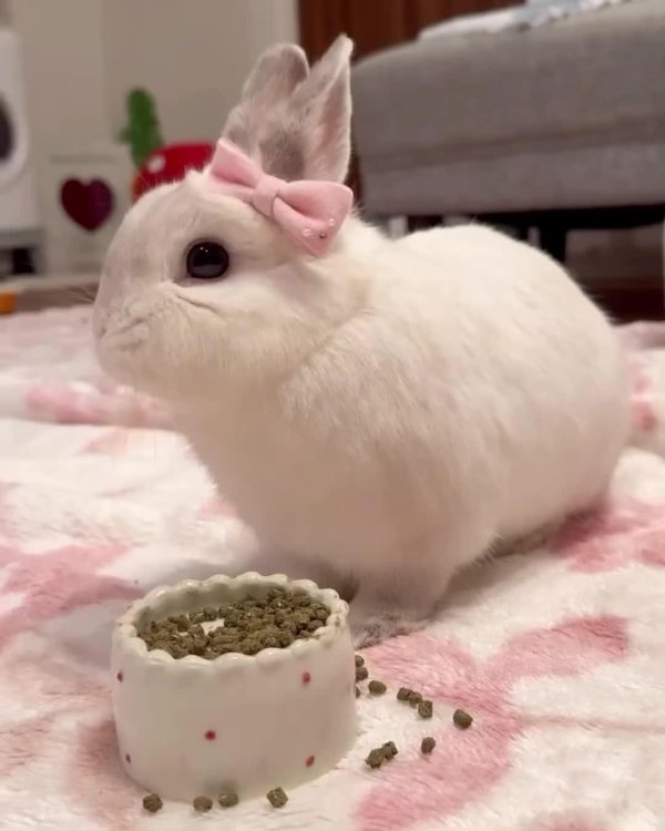 маленькие кролики