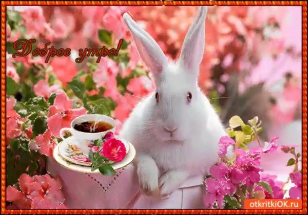 доброе утро с зайцами