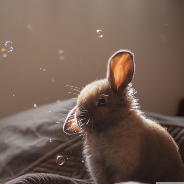 животное милое