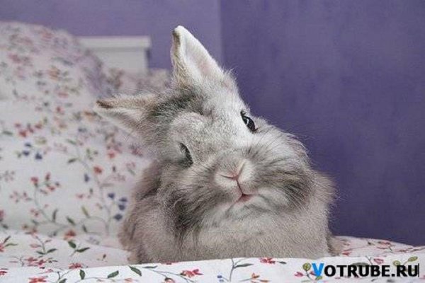 львиноголовый карликовый кролик
