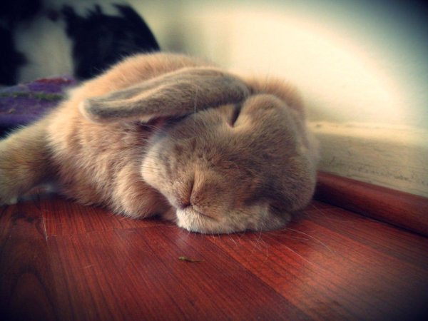 спящие животные