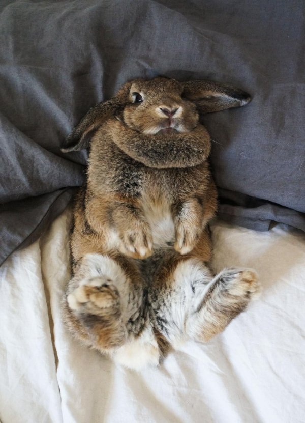 необычные кролики