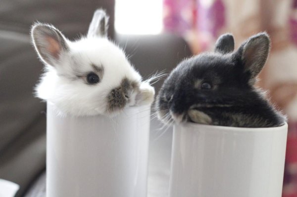 зайчик в чашке