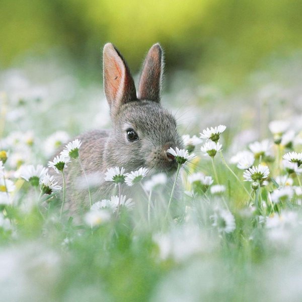 зайцы летом