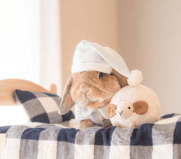 сонная зайка