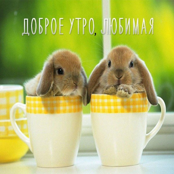 доброе утро зверюшки