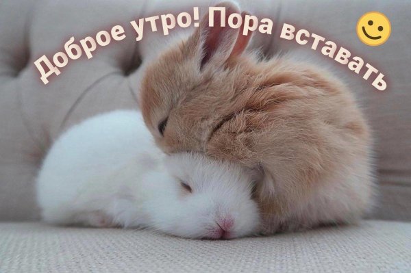 спящий зайчонок