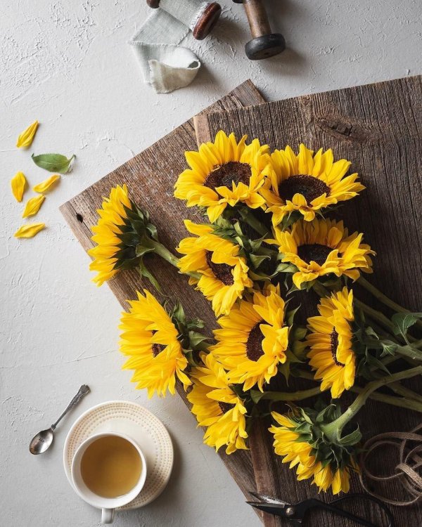 красивые подсолнухи