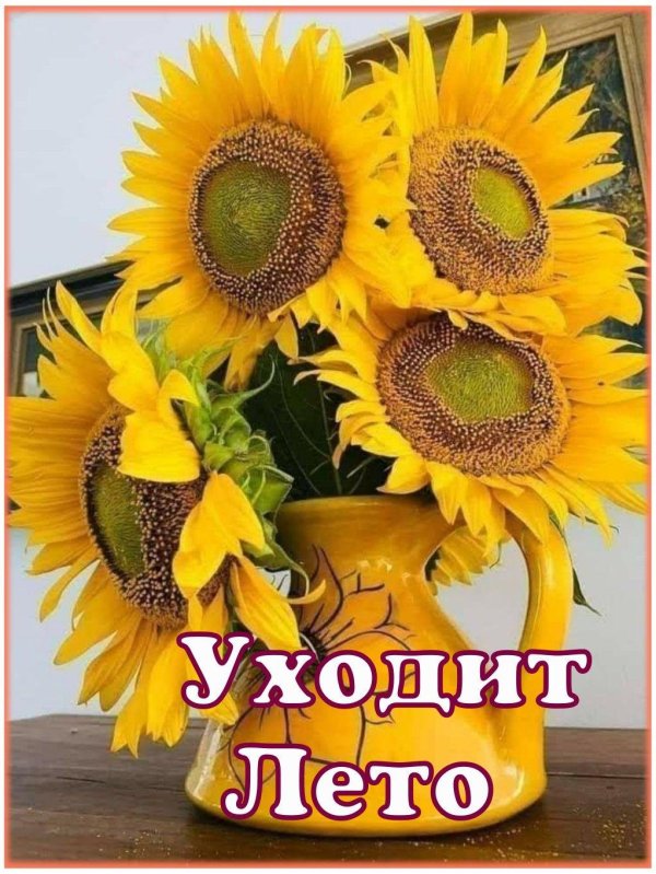 подсолнухи цветы