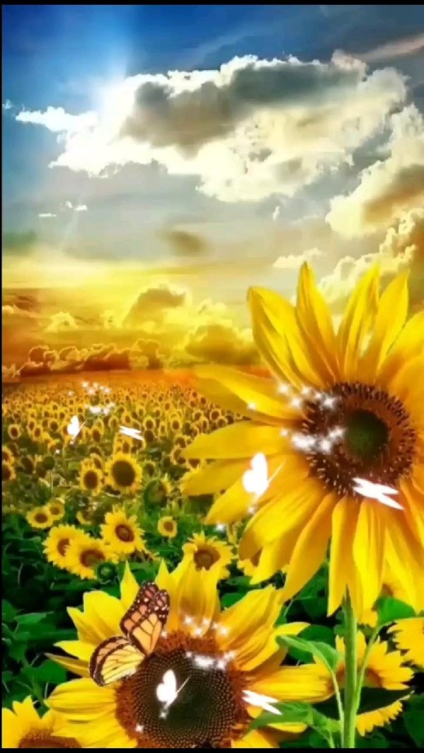 поле подсолнухов