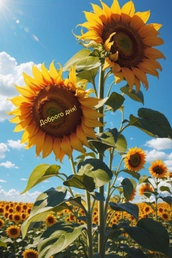 солнечного настроения подсолнухи