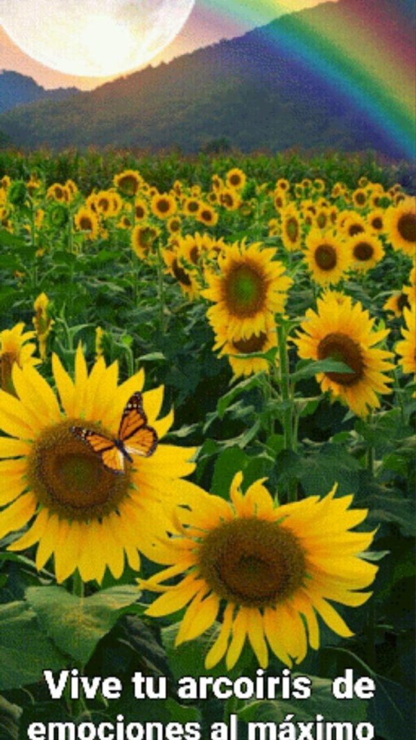 поле подсолнухов