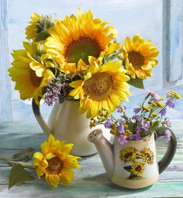 анджей влодарчик подсолнухи