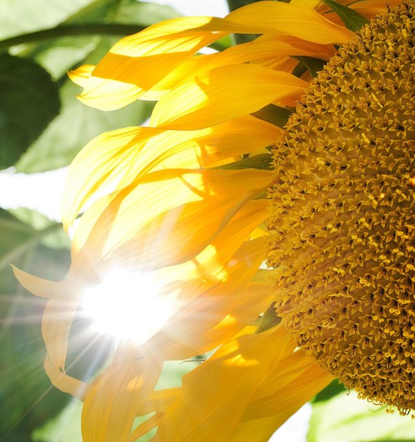 красивые подсолнухи