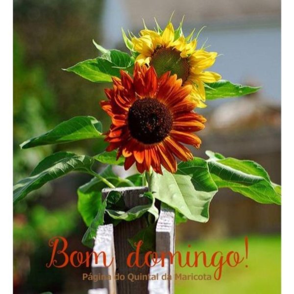 подсолнечник глориоза ивнинг