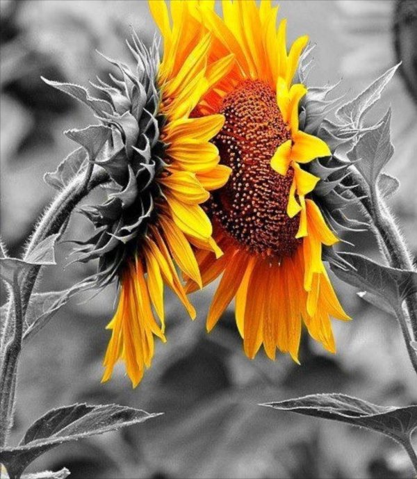 фотографии подсолнухов