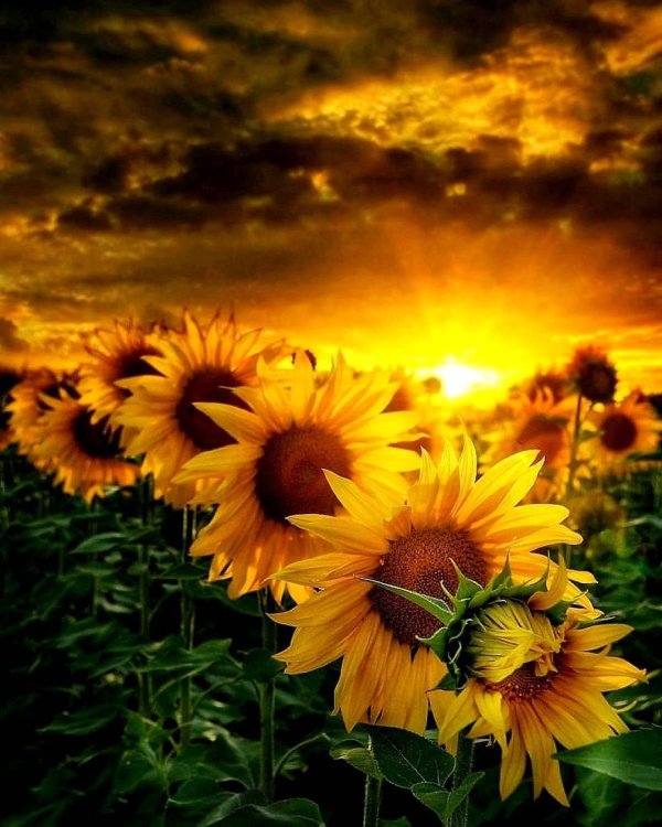 поле подсолнухов