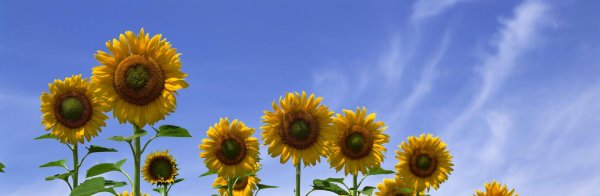 подсолнухи баннер