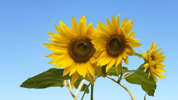 лист подсолнуха