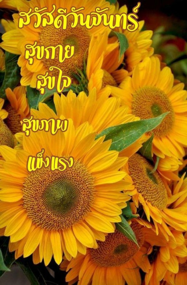 bouquet of sunflowers