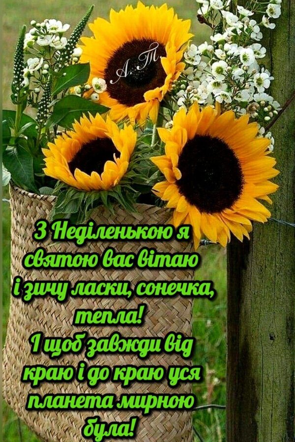 день подсолнуха