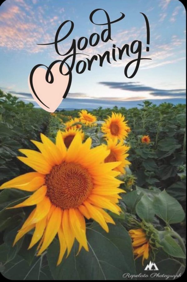 good morning sunflower