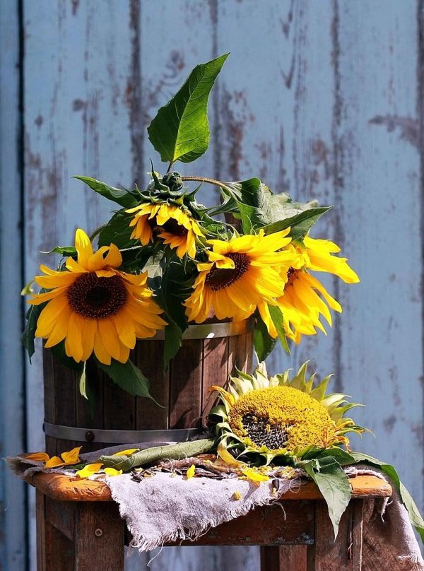 букет подсолнухов
