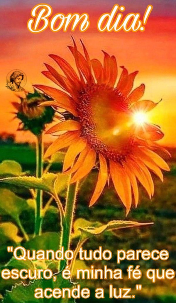 подсолнухи на закате