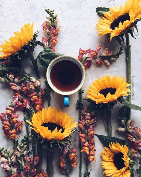 утро подсолнухи