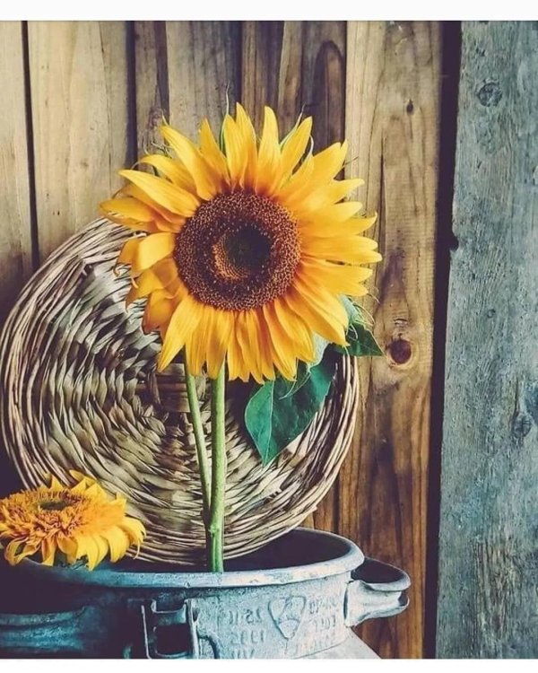 подсолнухи пинтерест