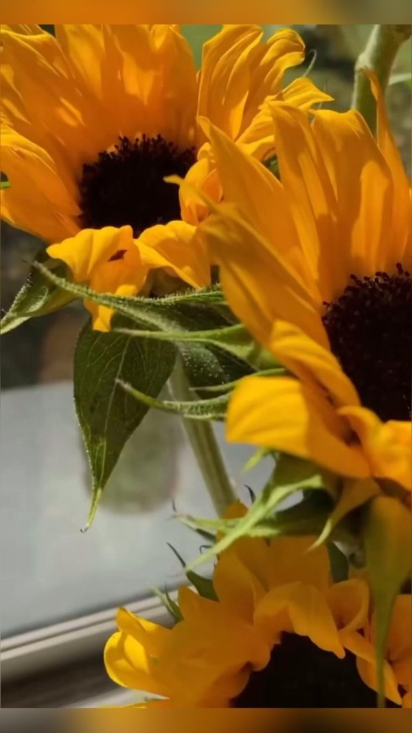 цветок подсолнечника