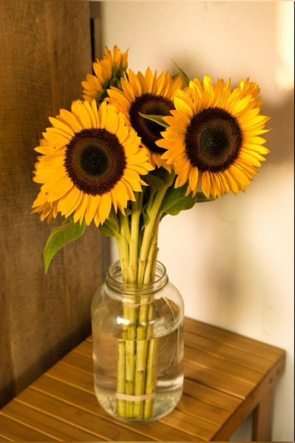 sunflowers and daisies
