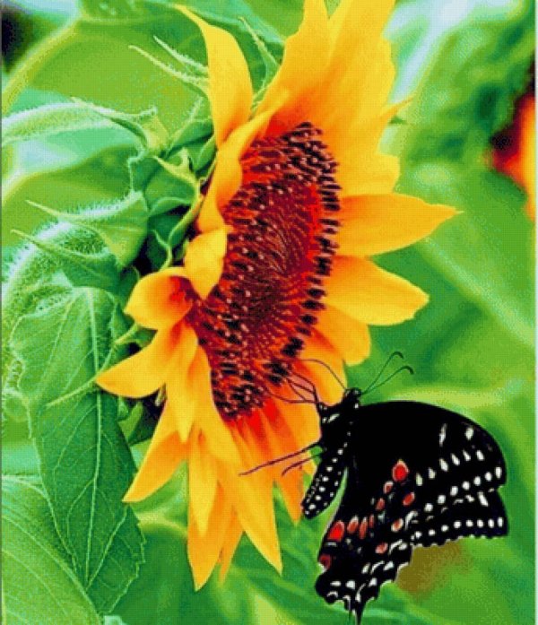 бабочка на цветах