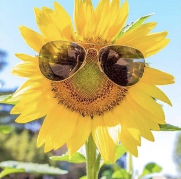 веселые подсолнухи