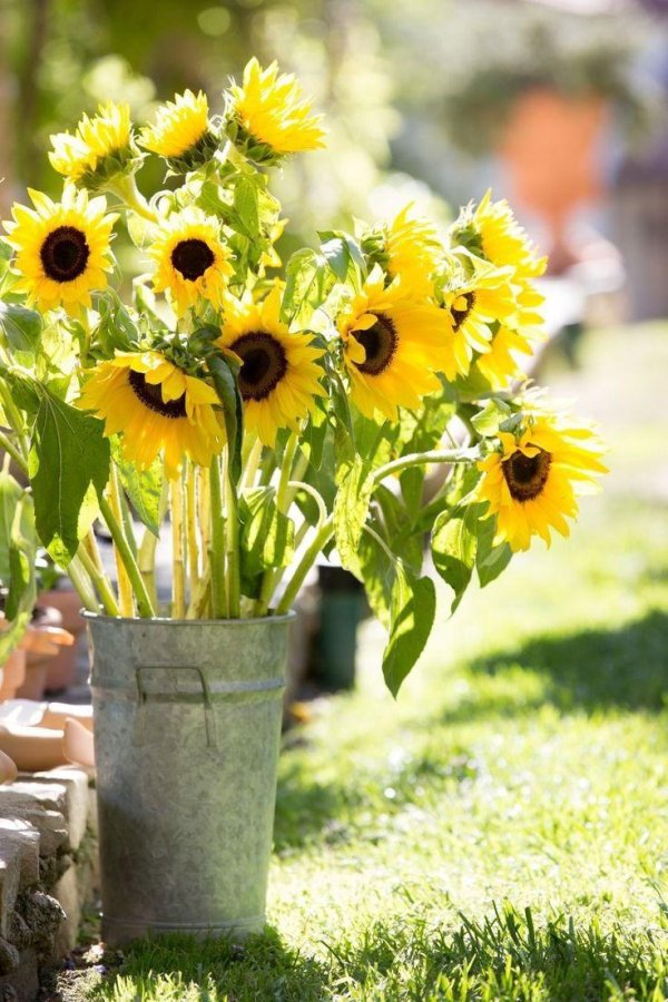sunflowers and daisies
