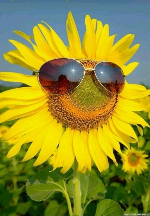 веселые подсолнухи