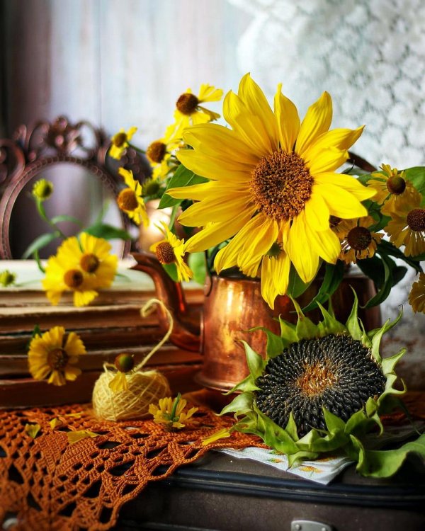 анджей влодарчик подсолнухи