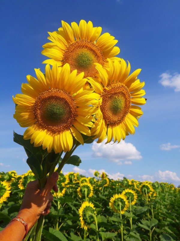 фотографии подсолнухов