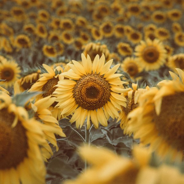 поле подсолнухов на закате