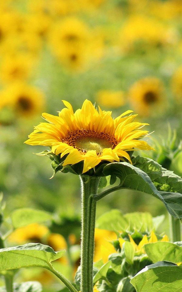 подсолнечник сорт богучарец