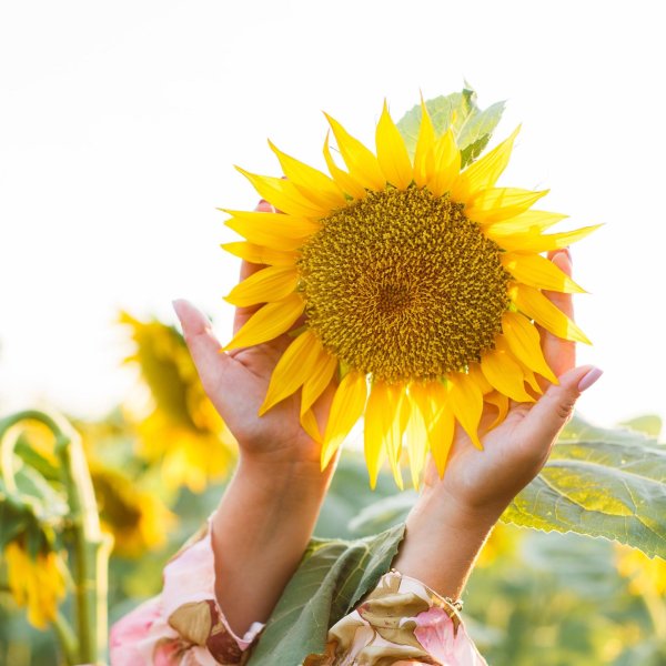 цветок подсолнечника