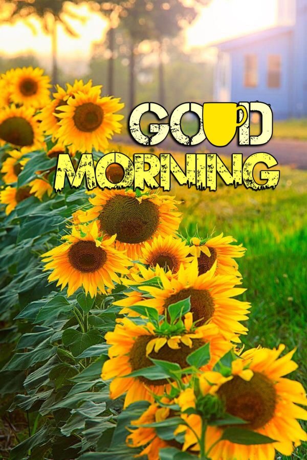 good morning sunflower