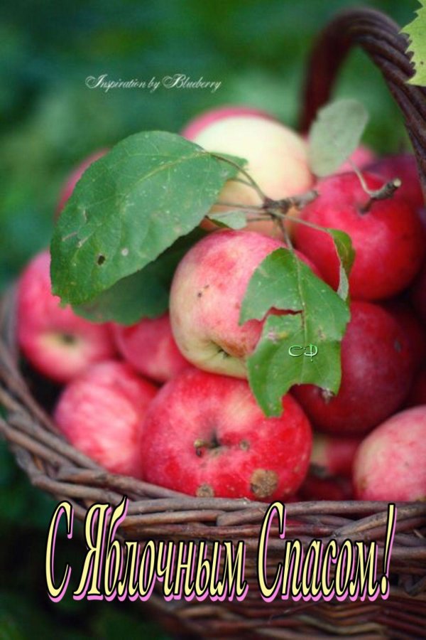 райские яблочки сорт