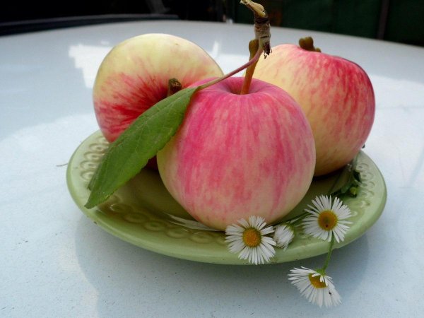 башкирская красавица сорт яблони