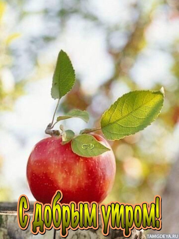 красивое яблоко