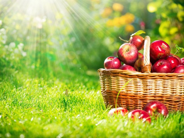 праздник яблочный спас