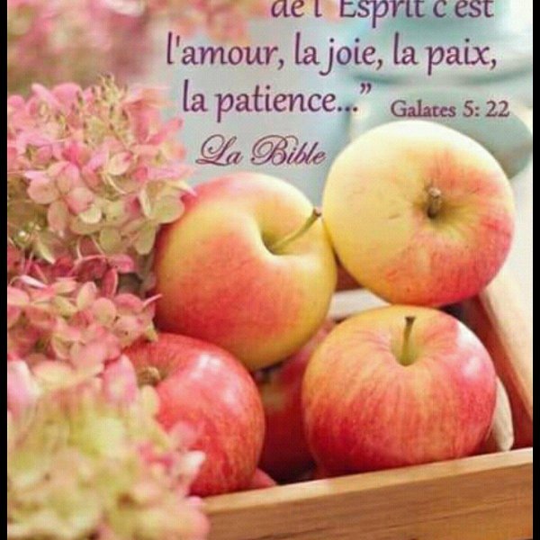 сорта яблок